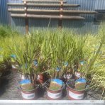 Proso prútnaté (Panicum virgatum)  ´WARRIOR´ kont. C1,5L